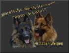 Altdeutsche Schäferhunde Zwinger vom Inntal