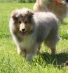 2 Collie-Rüden 6. Monate alt suchen ab sofort.