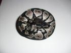 Königspython / Python Regius