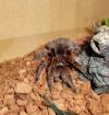 Grammostola rosea rote Form