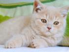 BKH-Kitten