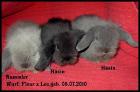 Teddywidderkaninchen Babys -sofort zur Abgabe