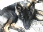 Schöner Altdeutscher Schäferhund 7 Monate sucht Sie