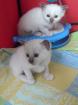 Birmakitten und ältere kastrierte Birmakatzen