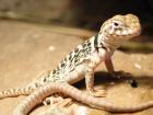 Verkaufe Halsbandleguanbabys C. c. Collaris