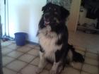 Hallo ich bin ein Australian Shepherd Deckrüde