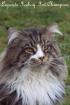 Typvolle Maine Coon Kitten aus Champion Verpaarung