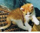 Fideler Kater Rosso sucht neues Revier