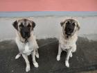 Zwei schöne einrassige Sivas Kangalhunde abzugeben