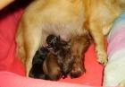 Chihuahua Langhaar Welpen suchen ein Zuhause