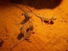Zwergbartagamen Pogona Henrylawsoni farbig