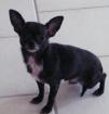 Chihuahua Kurzhaar weiblich