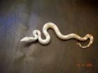 NZ 2022 Red Tail Albino Boa zum Verkauf.