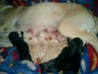 Zuckersüße reinrassige Labradorwelpen