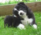 Border Collie Welpen VDH FCI