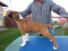 Boxer Welpen zu verkaufen