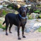 Führe Ihren Hund aus