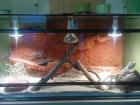 Bartagamenbock mit Terrarium Deko Faunarium