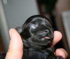 Chihuahua Welpen aus liebevoller Wohnungsaufzucht