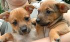 7 süße chihuahua pinsche edelmix welpen zuverkaufen