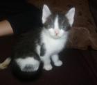 Noch ein Süsses Kitten abzugeben