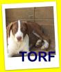 Torf ein Traum von einem Welpen