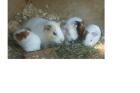 Süsse Meerschweinchen zu verschenken Dringend