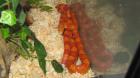 2 2 Kornnattern Pantherophis guttatus
