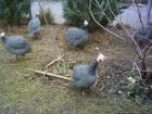 PERLHUHN GOCKEL 1 JAHR ABZUGEBEN