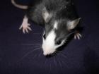 Verantwortungsvolle Ratten Hobbyzucht