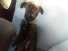 Junges Hunde Mädchen sucht Zuhause