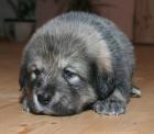Wunderschöne Tibet Dogge Welpen von Champions abzugeben Tibetdogge Tibetmastif