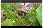 Griechische Landschildkröten Nz von 2022