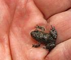 Gelbbauchunke bombina variegata NZ 2022