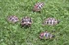 Griechische Landschildkröten Nachzuchten Bj. 2022