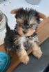 Bezaubernde Yorkshire Terrier Welpen mit Stammbaum