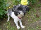 Reinrassige Mini Havanese Hündin 12. 12 2022 gehboren