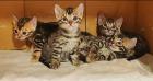 Wunderschöne Bengalkitten reinrassig Kätzchen 31. 12. 2022