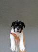 Jack russel x Französische Bulldogge jackbull