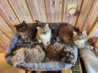 Maine Coon Perser Kitten