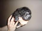 Sharpei Welpen noch verfügbar mit Stammbaum Garantie usw.
