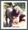 Achtung Sharpei Fan s oder die das Individuelle möchten aufgepasst Wir haben