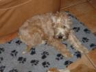 Irish Soft Coated Wheaten Terrier - Welpen