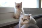 Heilige Birma Kitten