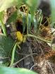 Verschenke 1 Schreckliche Pfeilgiftfrosch Phyllobates terribilis und 1 Färberf