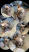 Sphynx Elf Sphynx Kitten Katzenbabys Nacktkatze