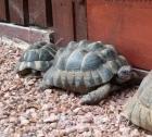 Maurische Landschildkröte männlich 16 Jahre alt mit Papieren