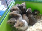 5 Super süße Teddyhamster Buben ca. 5 Wochen alt in liebevolle Hände abzugeben.