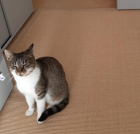Junger kastrierter Kater