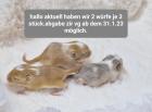 Mega süsse Rennmausbabys suchen ein neues zuhause